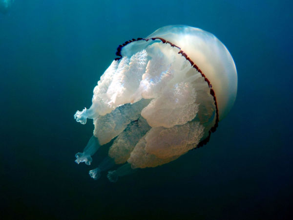 Massive Barrel Jellyfish Spotted in Cornwall