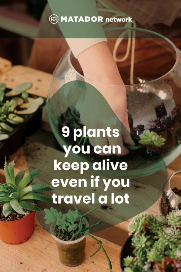 How to Keep Houseplants Alive When You Travel
