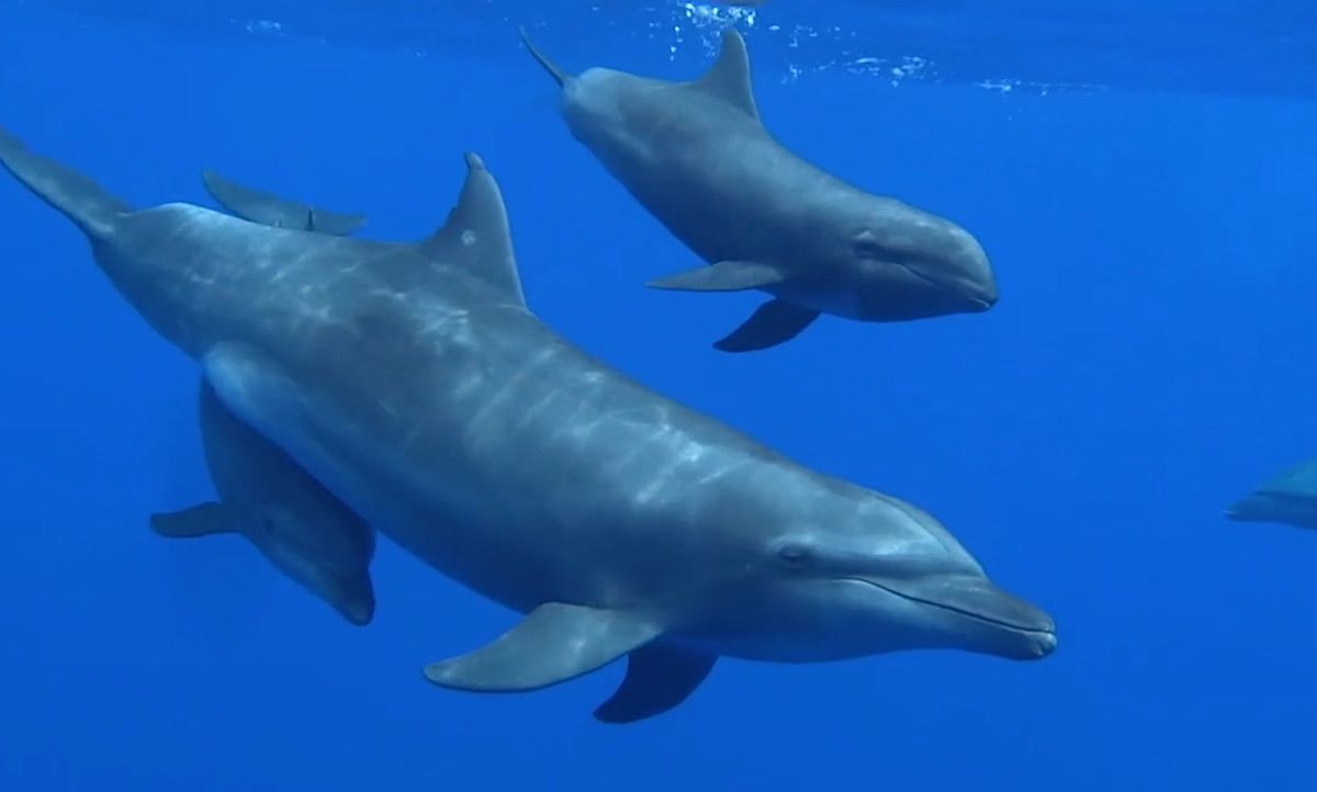 Bottlenose Dolphin Adopts Whale Calf