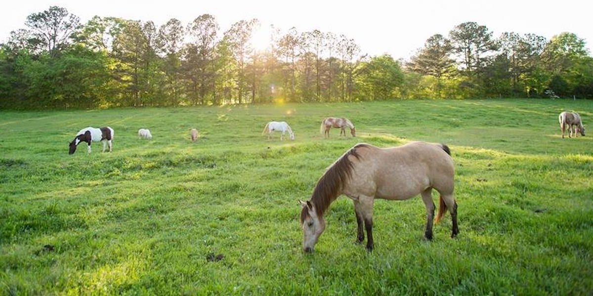 The Best Day Trip To Serenbe From Atlanta, Georgia