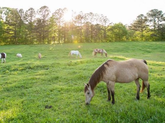 The best day trip to Serenbe from Atlanta, Georgia