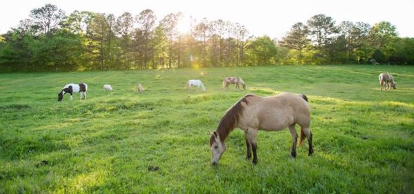 The best day trip to Serenbe from Atlanta, Georgia