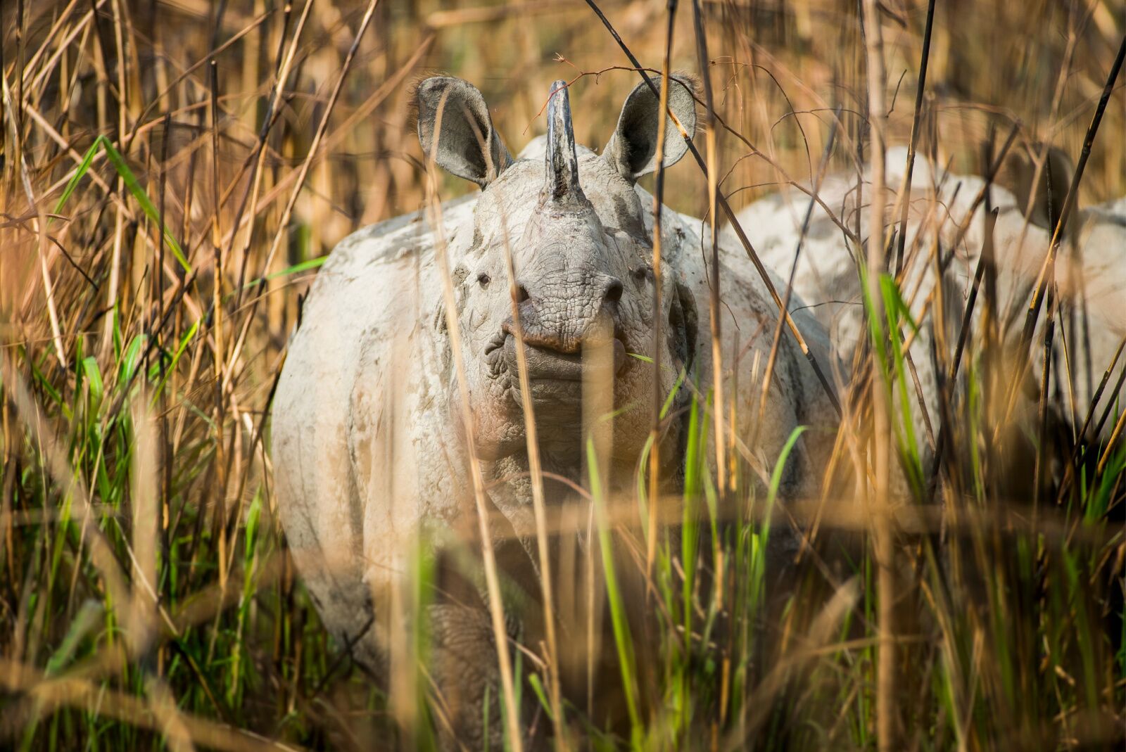 a one horned rhino through the grass -- going on a safari is one of the best things to do in nepal 
