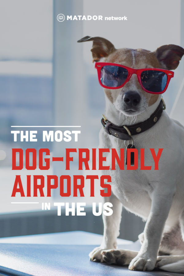 The Most PetFriendly Airports in the United States Matador Network