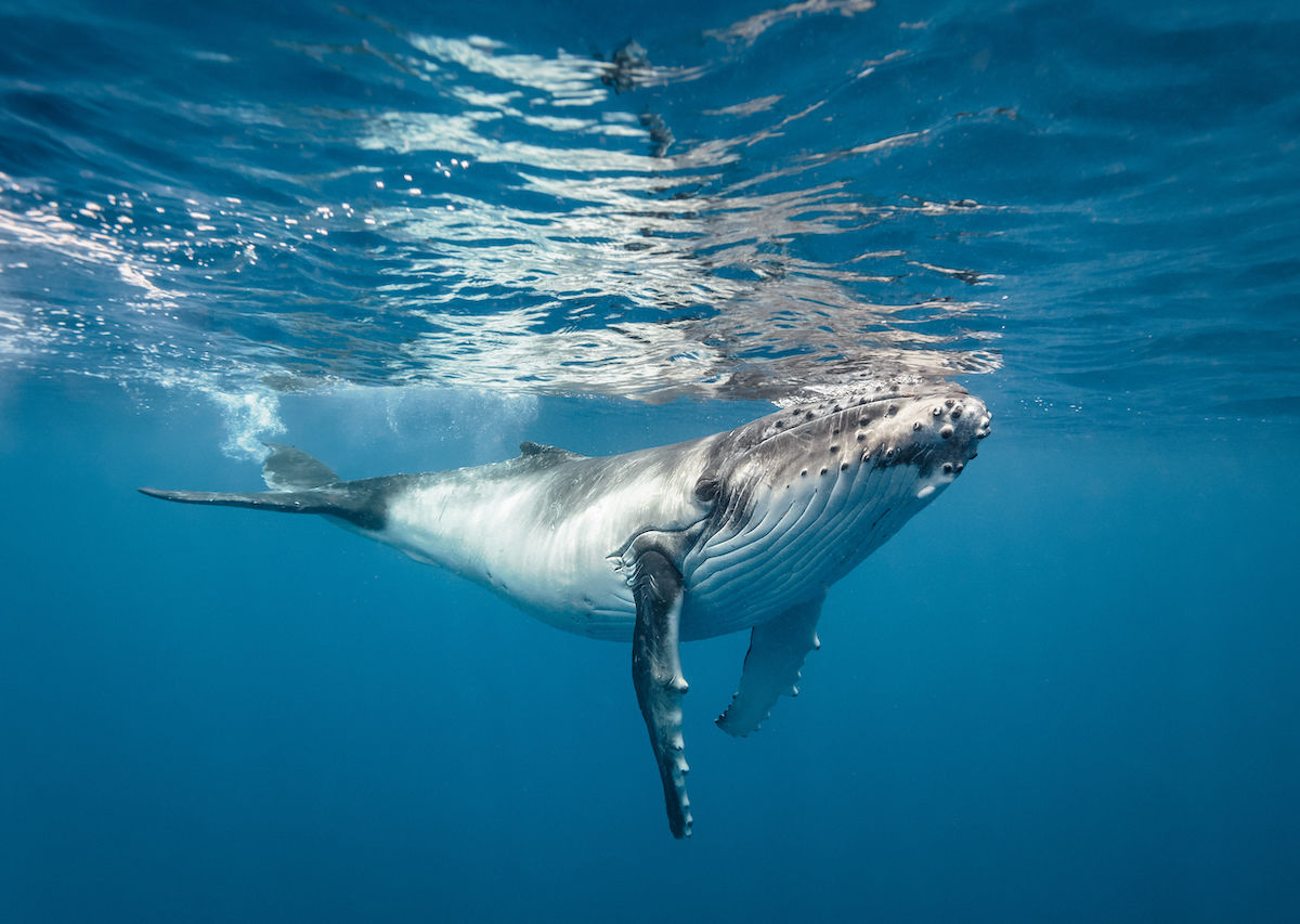 Whale Songs Tell Where The Animals Have Traveled