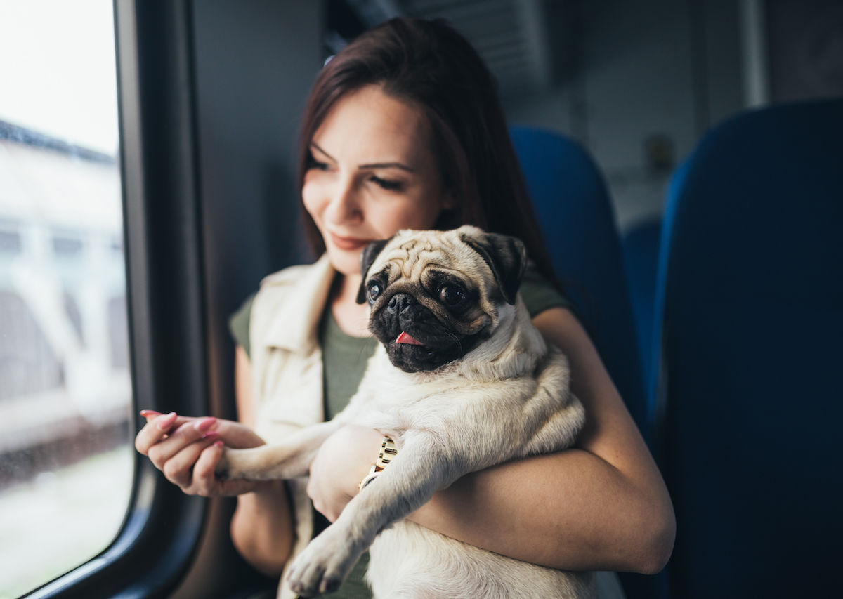 The Best Dog Breeds for People Who Travel