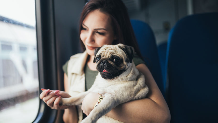 best dog for traveling