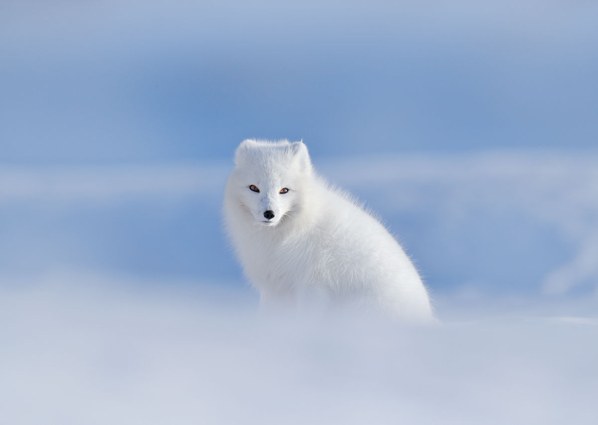 wildlife tours finland