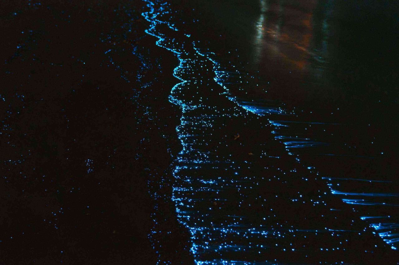 Bioluminescent bay puerto rico