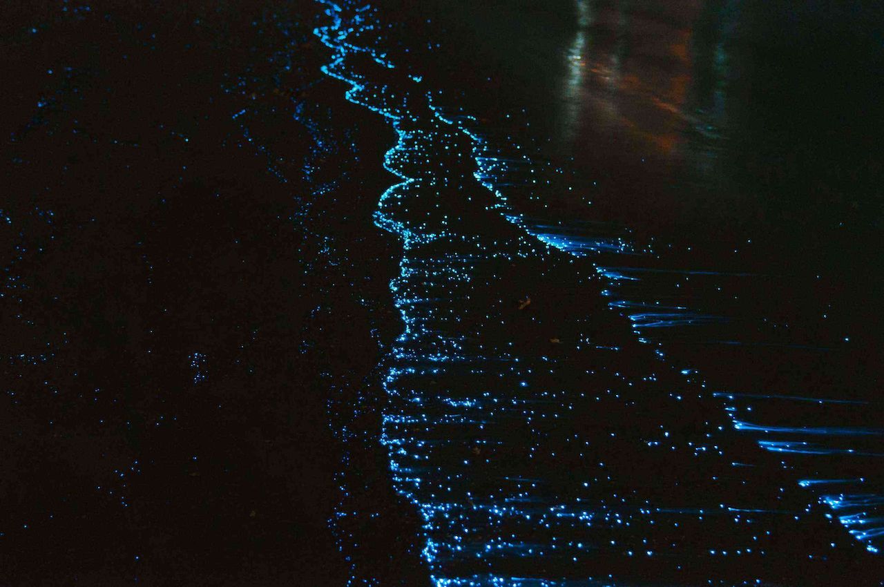 Biolumineszierende Bucht in Puerto Rico