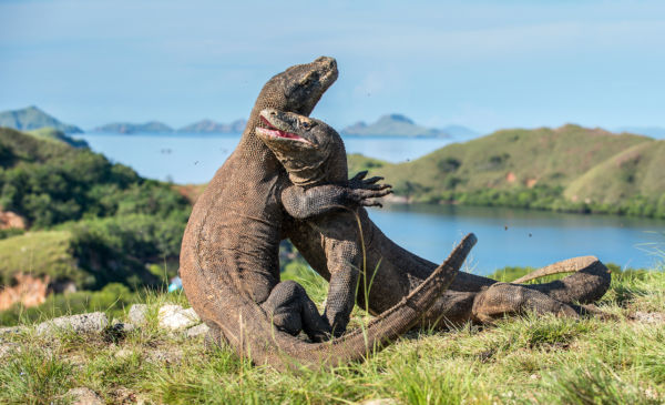 Komodo Island Closure Canceled