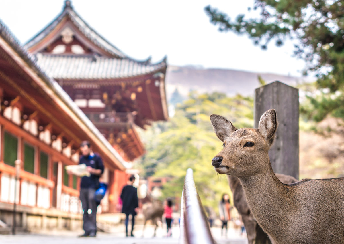 The Best Things To Do In Nara Japan