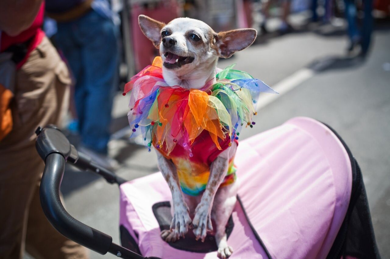 Dressed up dog during Pride in gay San Francisco 