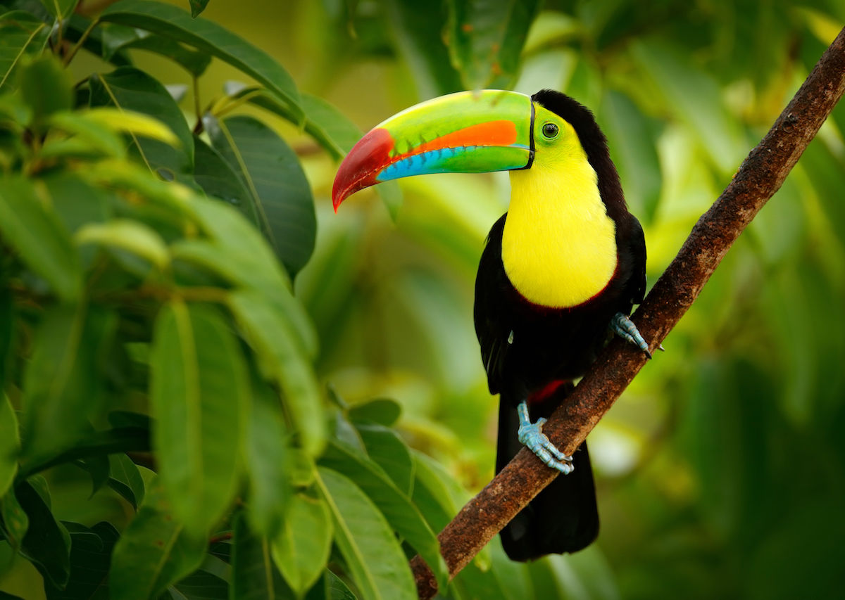 Drip Coffee Maker with a Toucan from Costa Rica, 'Toucan Make Coffee