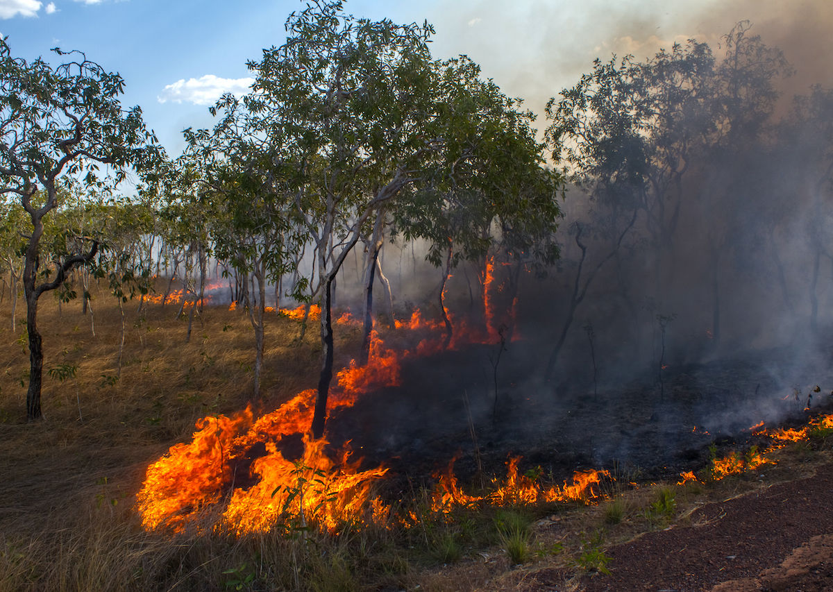 Australia Bushfires Reach Sydney