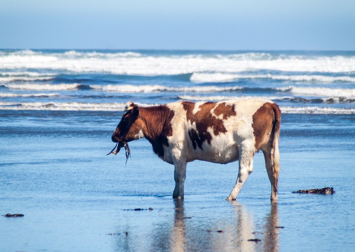 Корова на берегу моря