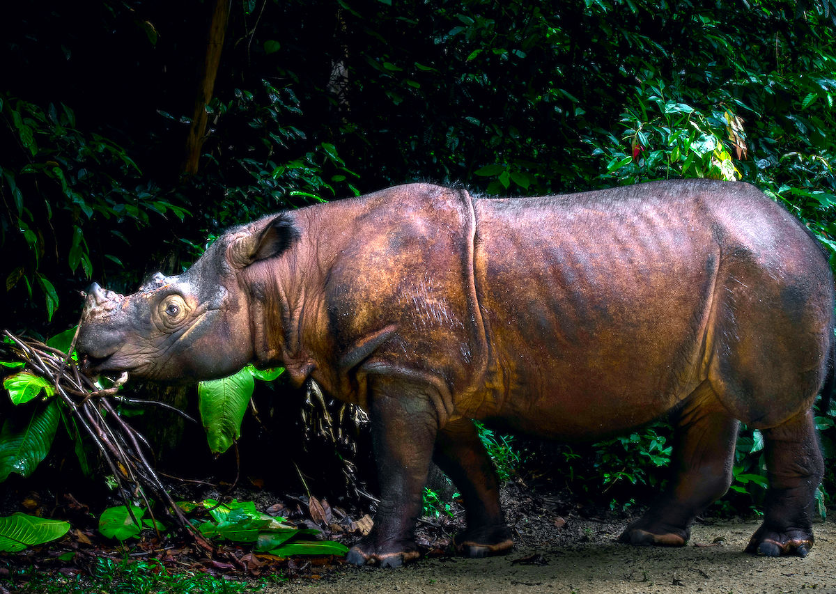Носорог в тропическом лесу. Суматричекский носорог. Суматранский Носорожик. Суматранский носорог Вьетнам. Суматранский носорог (Dicerorhinus sumatrensis).