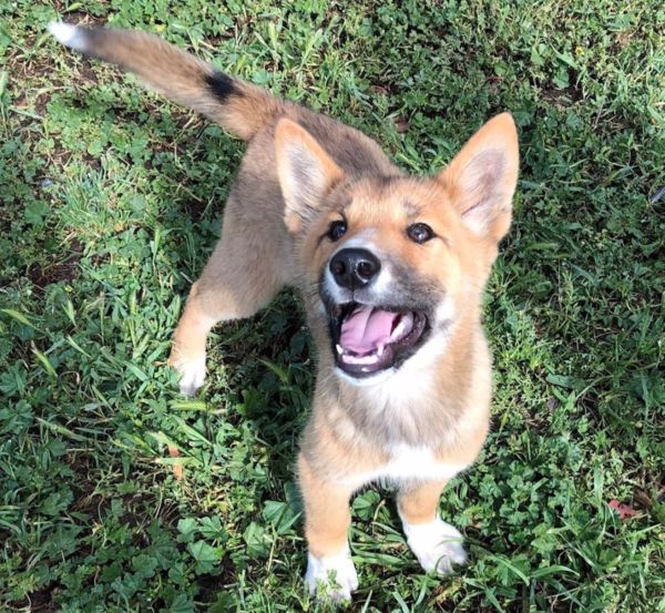 Rare Dingo Found in Australia