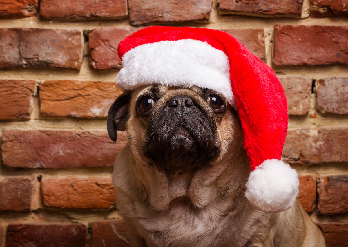 London’s Pug Cafe Christmas Party