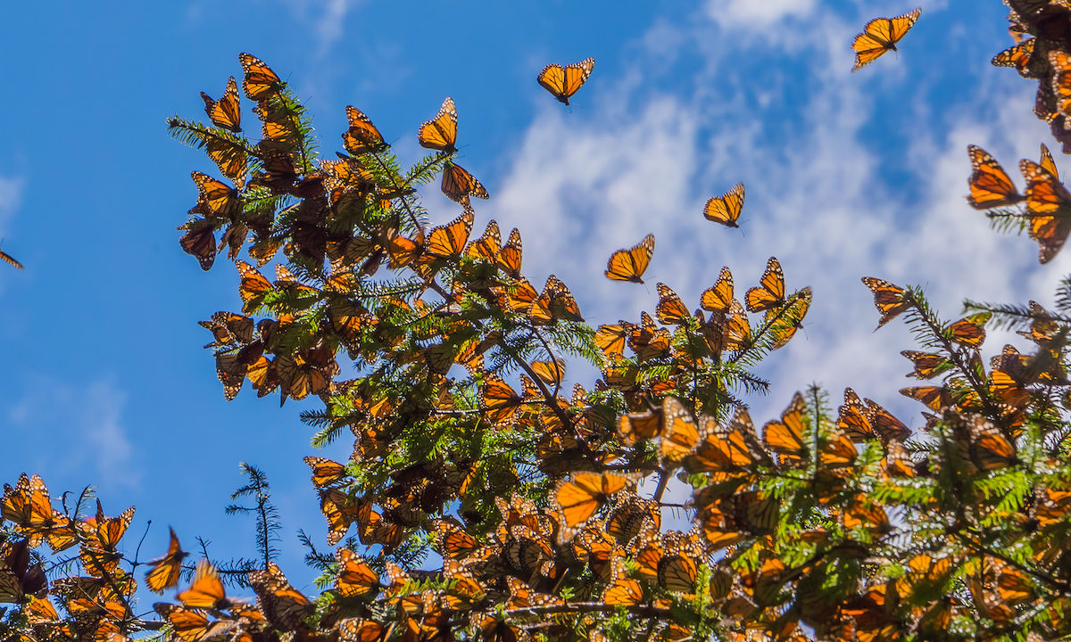 As monarch butterflies gear up to fly south for winter, New