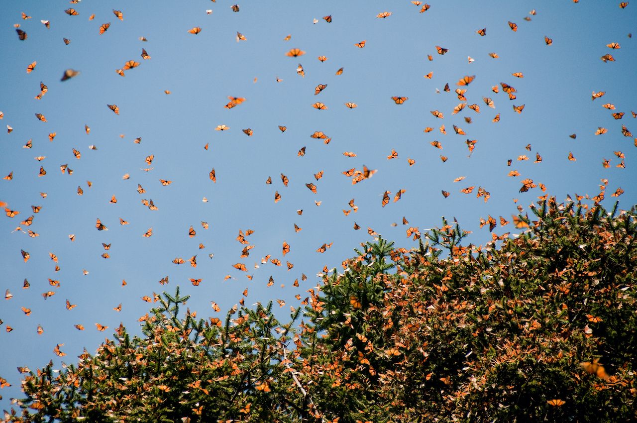 monarch butterfly migration