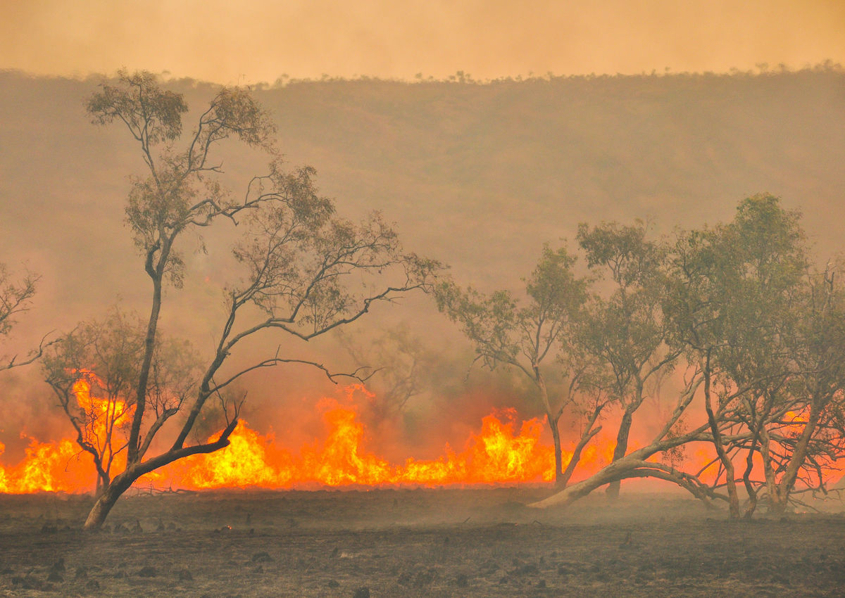 How to Help Those Affected by the Fires in Australia