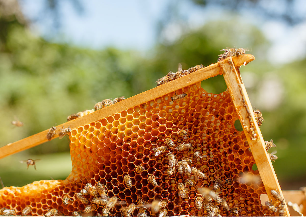 How Do Honey Bees Help Our Environment