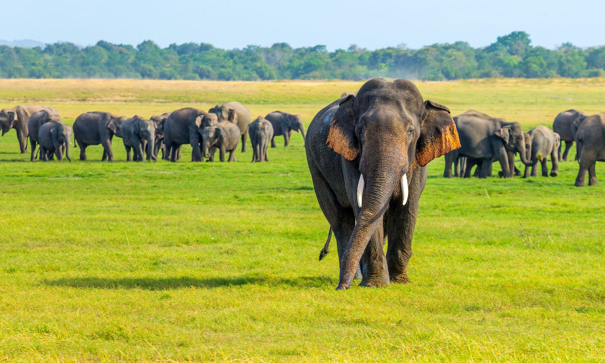 Record Number of Sri Lanka Elephants Died in 2019