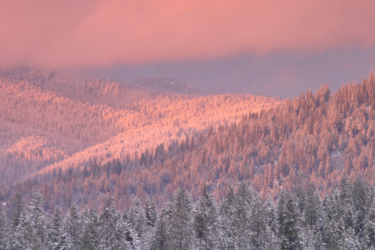 The sunrise over snow-covered trees in Colville National Forest