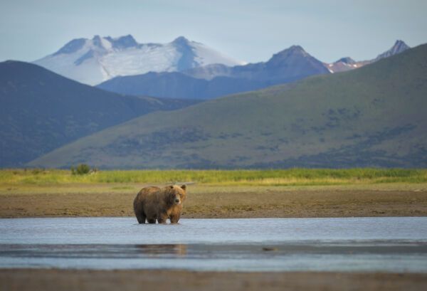 5 Ways to Avoid Bear Attacks