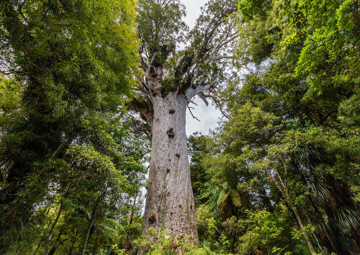 Hikers Spread New Zealand’s Kauri Tree Deadly Fungus