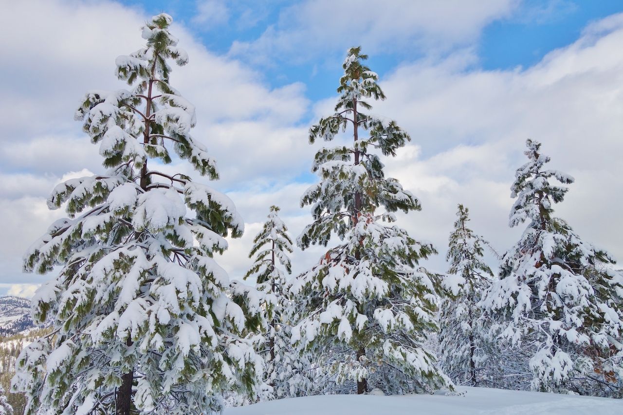 Fir trees covered in snow at Wenatchee Pass in Washington