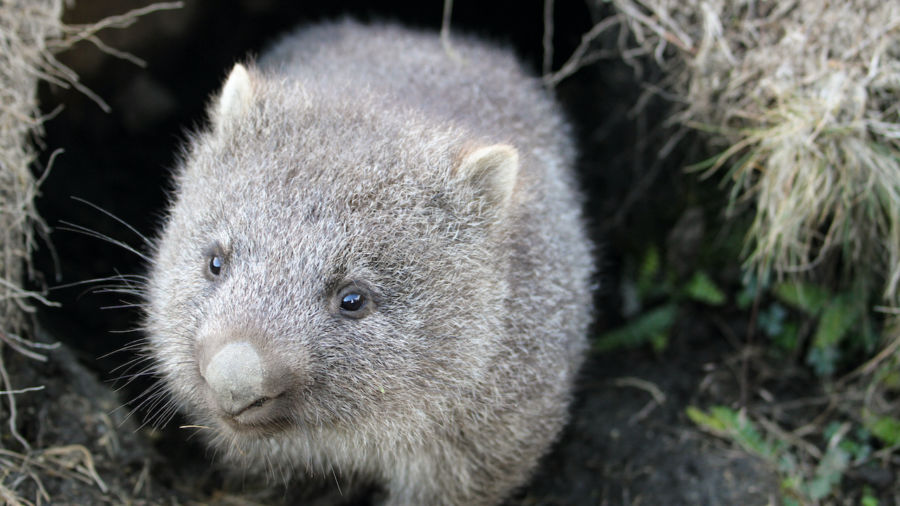 Wombats sheltering wildlife from the Australian fires