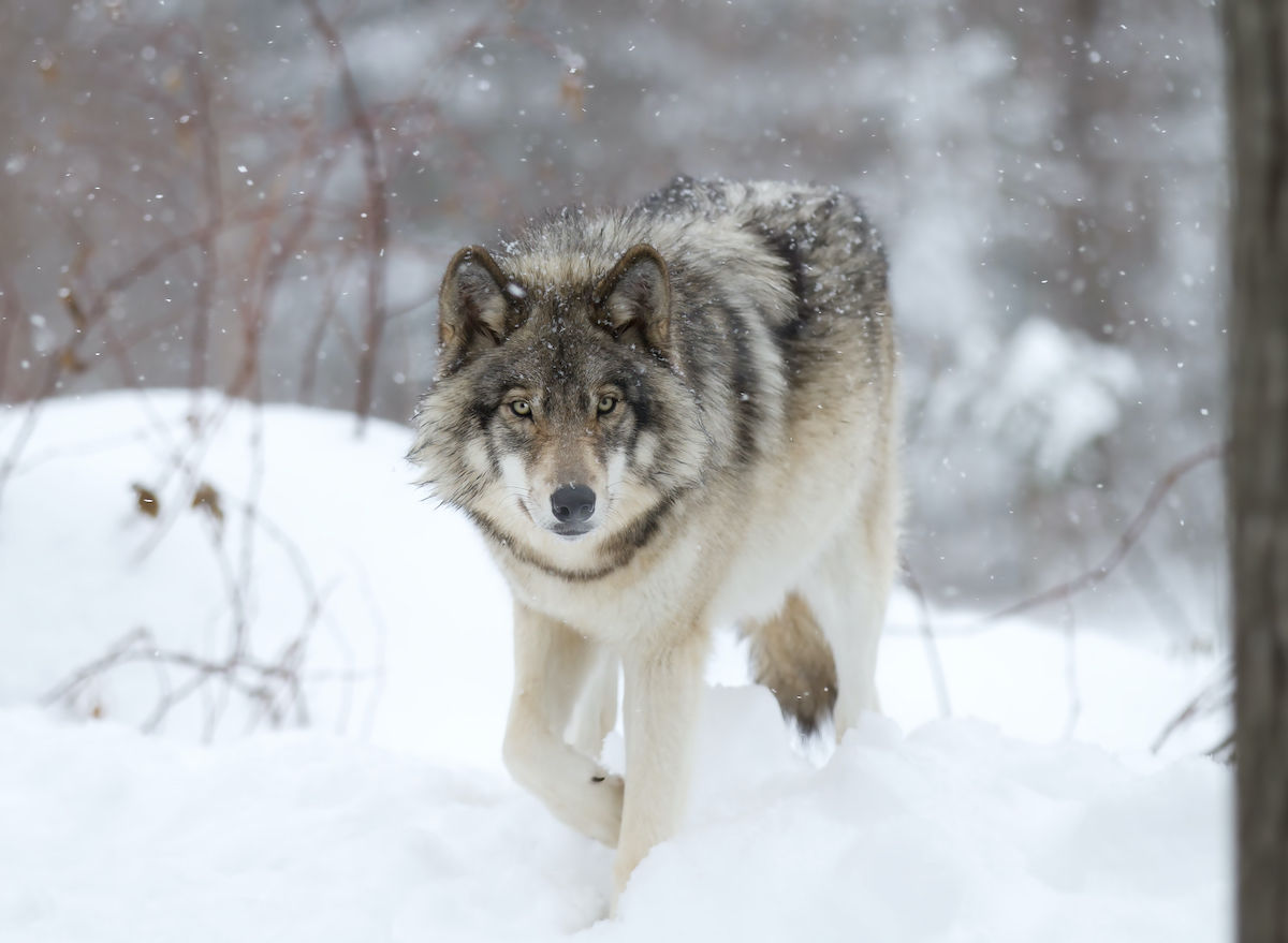 Gray Wolf Sightings in Colorado