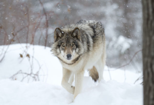 Gray Wolf Sightings in Colorado