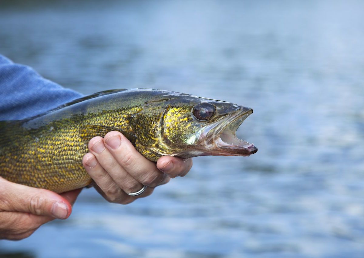 Bare-Knuckled Fishing in Washington County