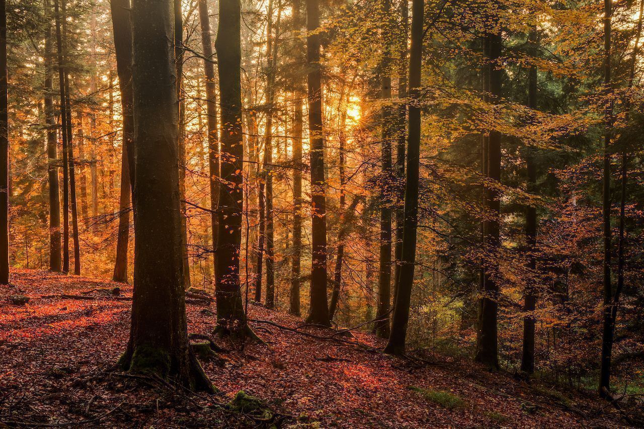 The Black forest in Germany is one of the world's creepiest forests