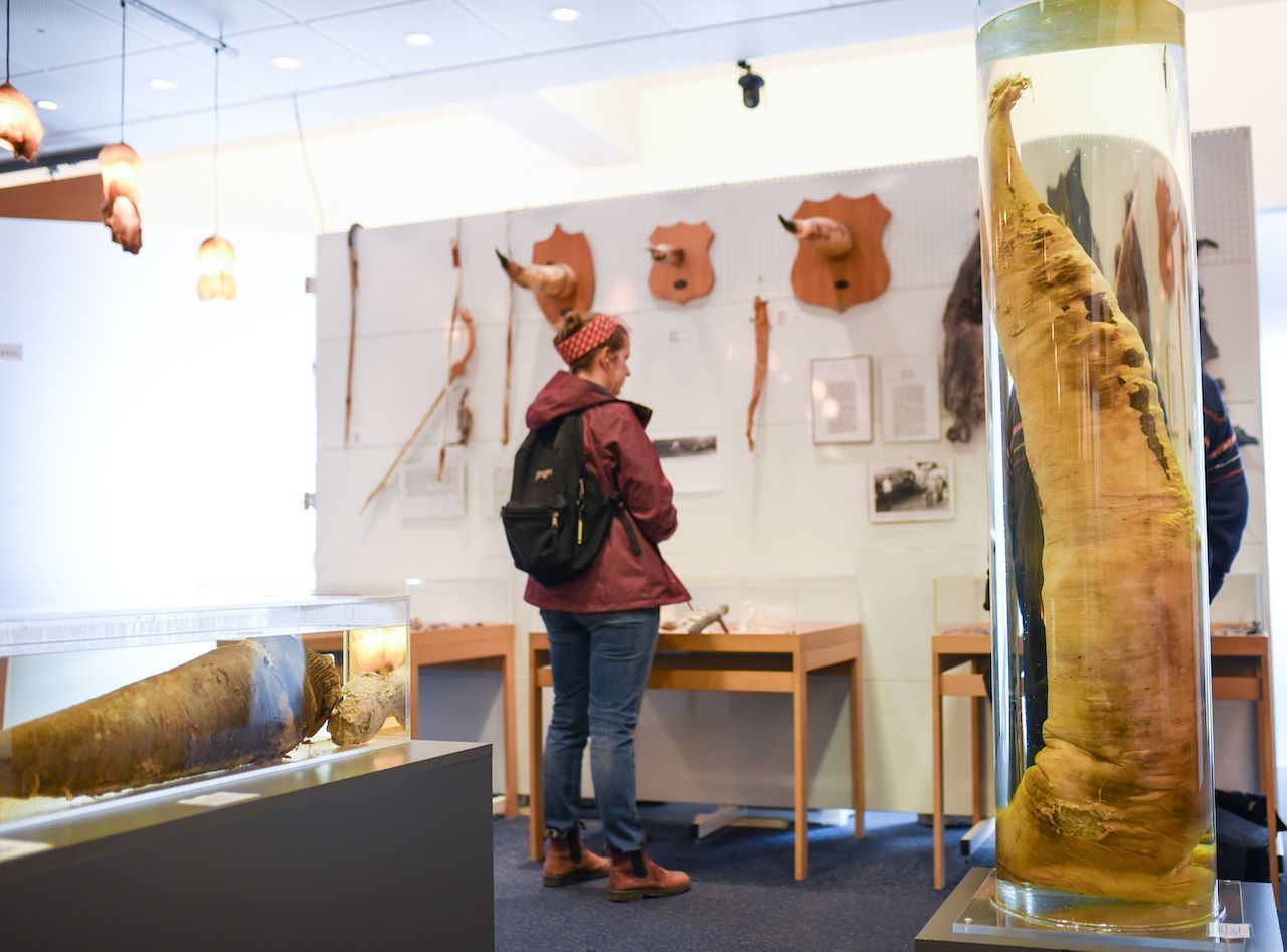 Inside the Icelandic Phallological Museum, also known as the Penis Museum. There are animal penis specimens on the walls and on tables.