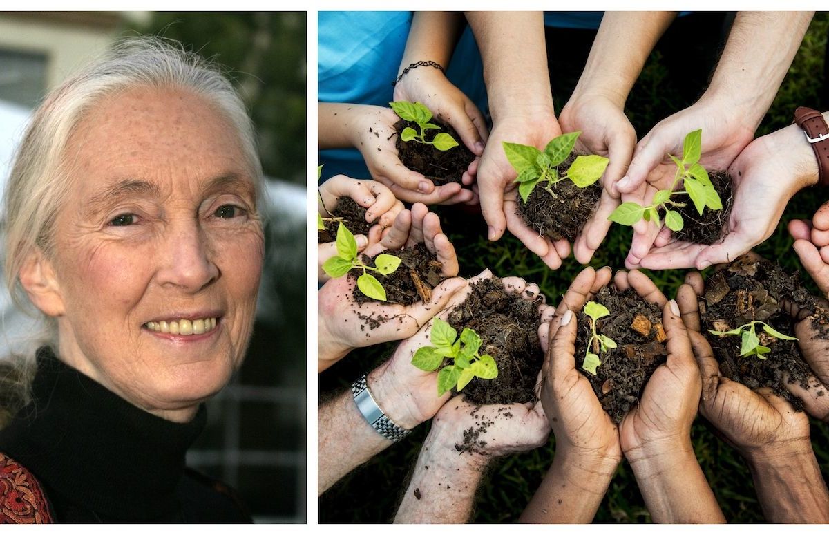 Jane Goodall to Plant Five Million Trees in 2020