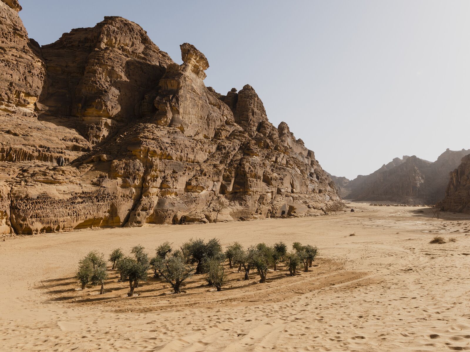 Artwork of a circle of trees in the Saudi Arabian desert for Desert X 2022.