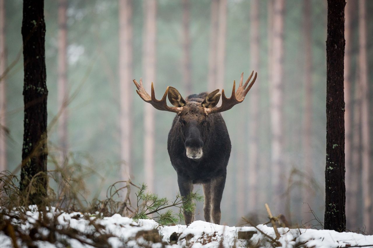 bull moose, fun facts about alaska