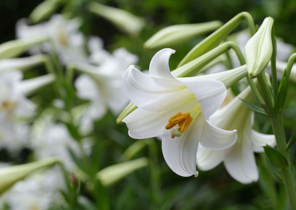 Why Are Lilies Associated With Easter, Where Are Easter Lilies Grown