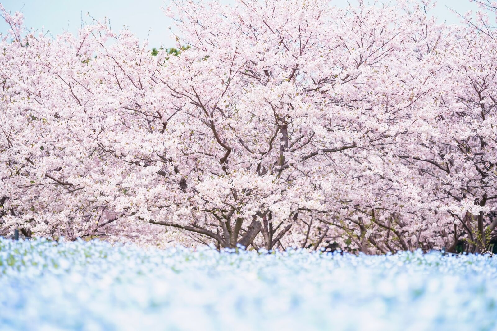 Closeup pink cherry sakura blossom and blur baby blue eyes flowers,Nemophila on hill at spring in Uminonakamichi Seaside Park, Fukuoka, Kyushu, Japan.