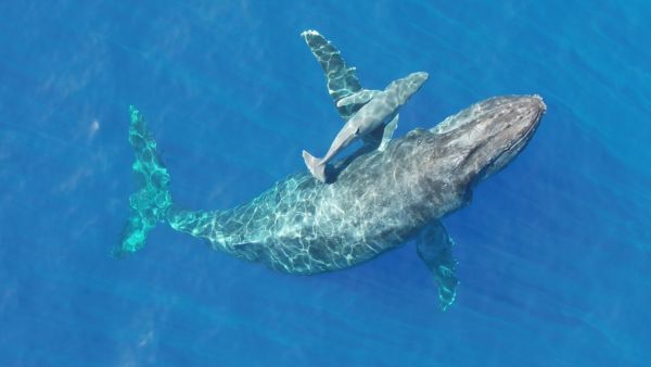 Humpback Whale Nursing Calf Footage