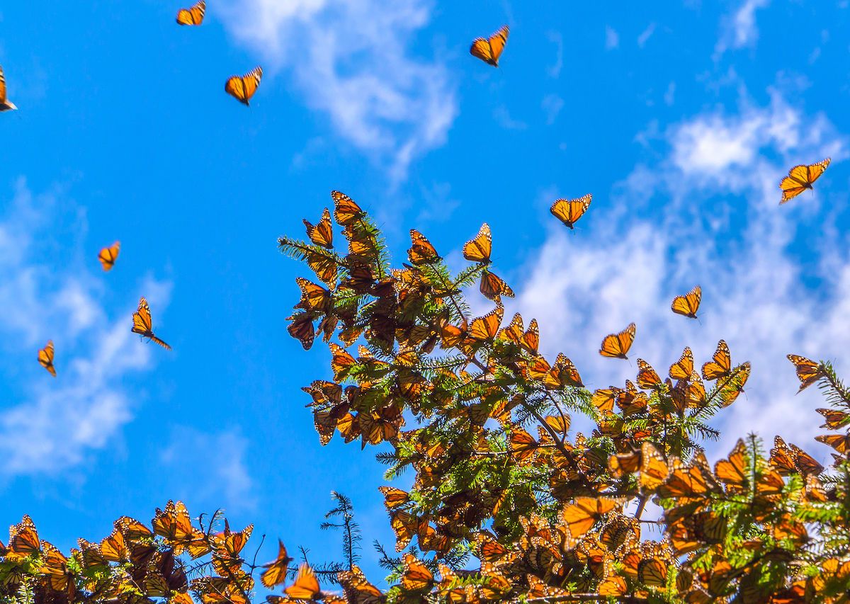 How to see the monarch butterfly migration this spring