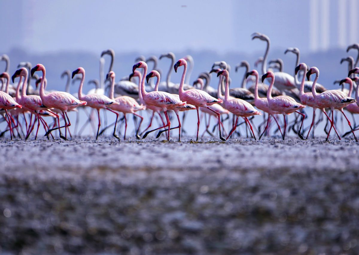 Thousands Of Flamingos Descend On Mumbai’s Wetlands