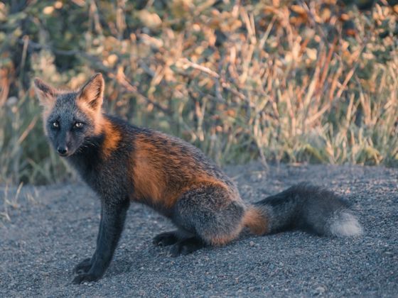 Check Out This Outstanding Photographs of Cross Fox (. Melanistic Fox)