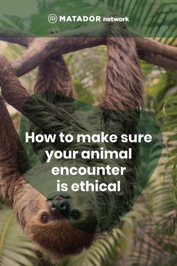 How to Find Ethical Animal Tiger Dolphin Encounter