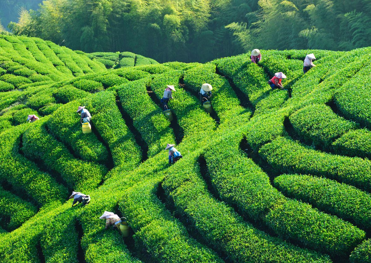 Tea Regions In Japan China Taiwan Sri Lanka And India