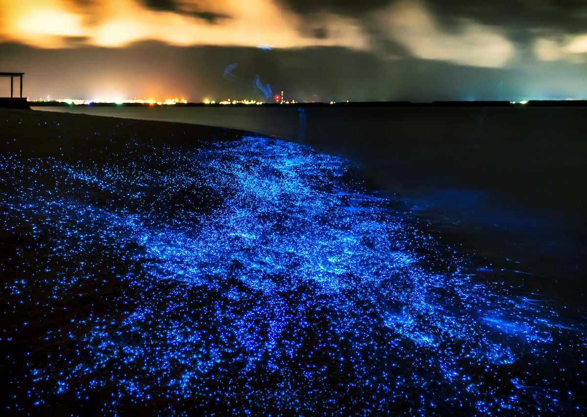 Best places for bioluminescence